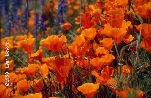 Poppies.jpg (30392 bytes)